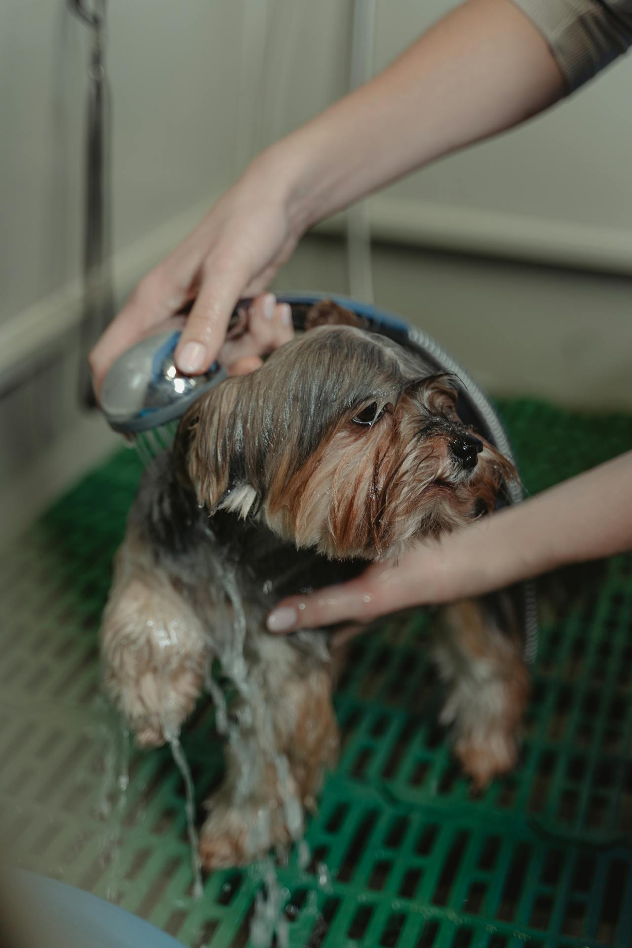 Dog getting a bath and grooming at Pretty Paws Pet Parlor salon in Nabb Indiana