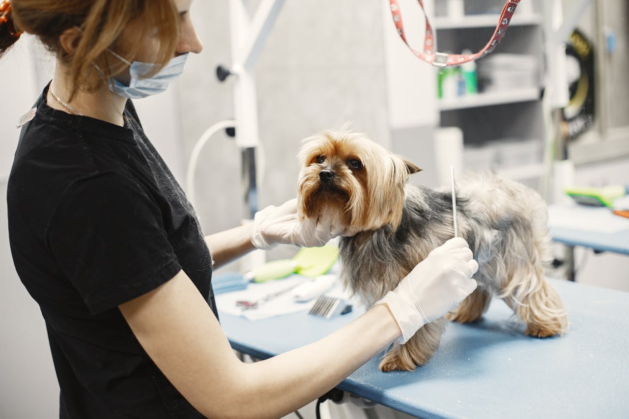Dog getting ear cleaning at Pretty Paws Pet Parlor grooming salon
